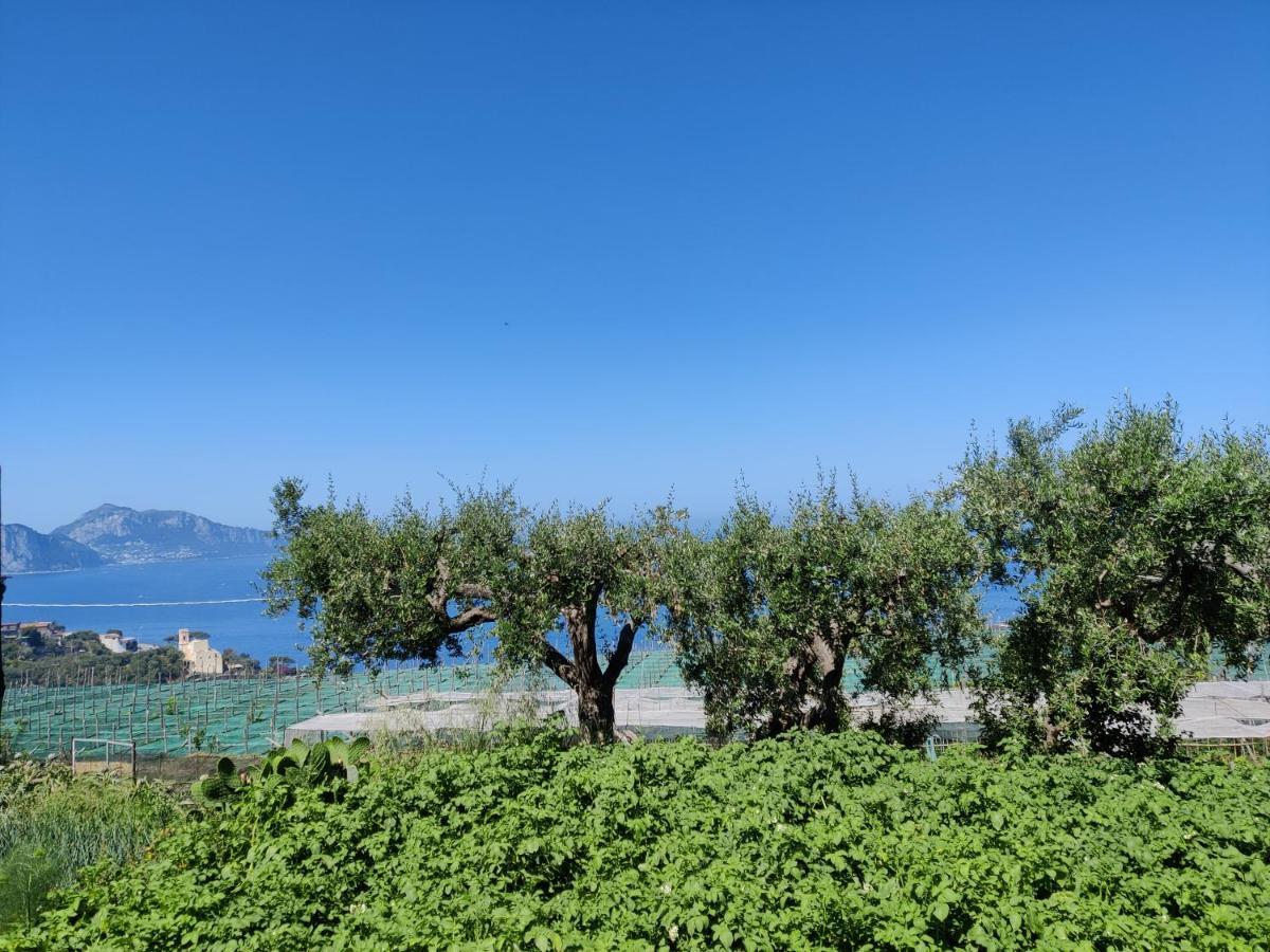 Il Nido Del Gabbiano Massa Lubrense Exterior foto